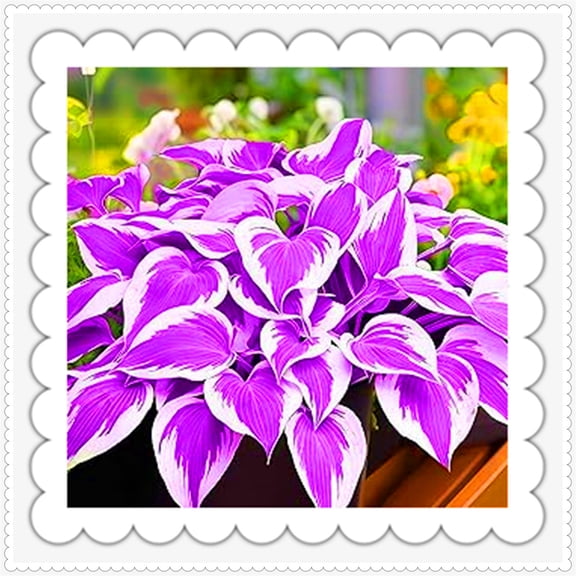 Mixed Color Hostas for Planting-(Non-Artificial)-Easy to Grow, Quick Sprouting Garden Landscape Decor