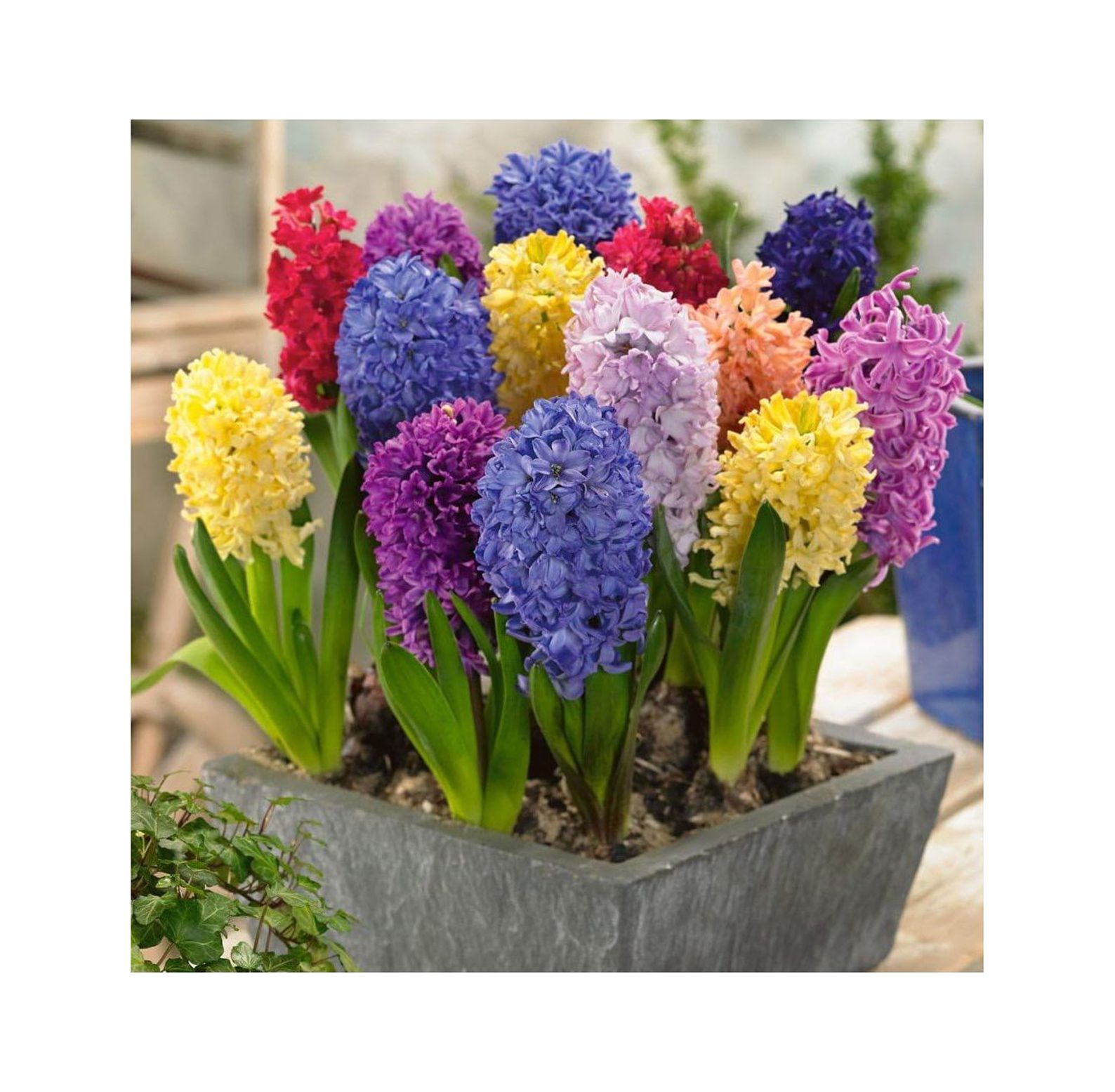 Mixed Color Hyacinth Bulbs 12 Bulbs Fragrant Hyacinths