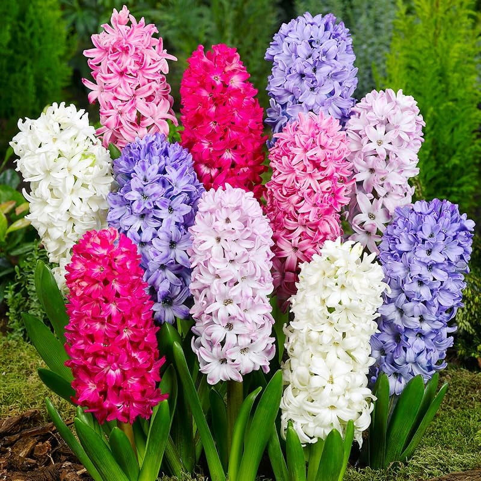 Mixed Color Hyacinth Bulbs 12 Bulbs Fragrant Hyacinths