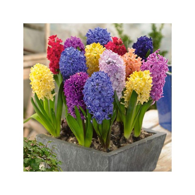 Mixed Color Hyacinth Bulbs 12 Bulbs Fragrant Hyacinths