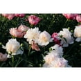 Mixed Color Peony Roots for Planting Grow Beautiful Perennial Peony