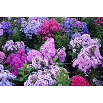 Mixed Color Phlox Seeds for Planting - Creeping Ground Cover - Popstars Phlox Creeping Carpet Plants (200 Seeds)