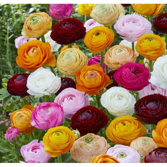 Mixed Color Ranunculus Bulbs for Planting - Easy to Grow (100 Bulbs)