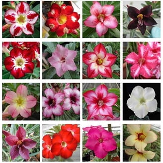 Adenium Seeds