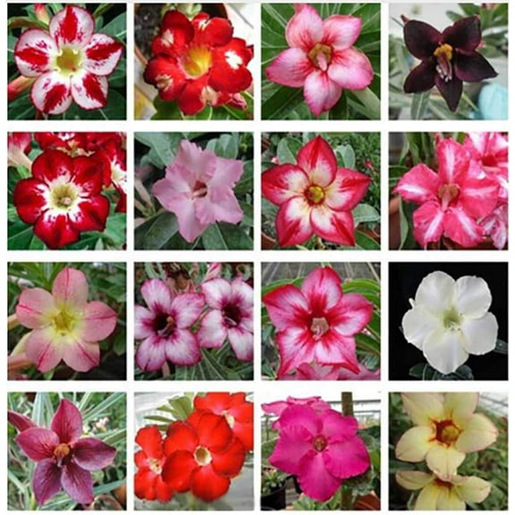 Mixed Color Single-Layered Flower Adenium Obesum Seeds Desert Rose Seeds 10 Seeds