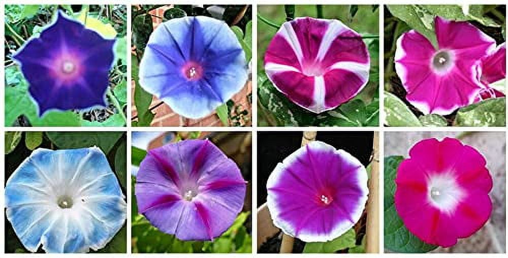 Mixed Color Tall Morning Glory Climbing Vine | 150 Seeds to Plant ...