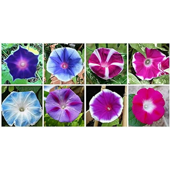 Mixed Color Tall Morning Glory Climbing Vine | 150 Seeds to Plant | Beautiful Flowering Vine. Made in USA, Ships from Iowa