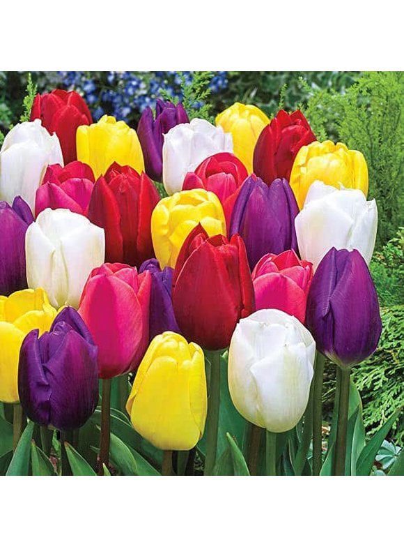 Tulip Bulbs in Plant Bulbs