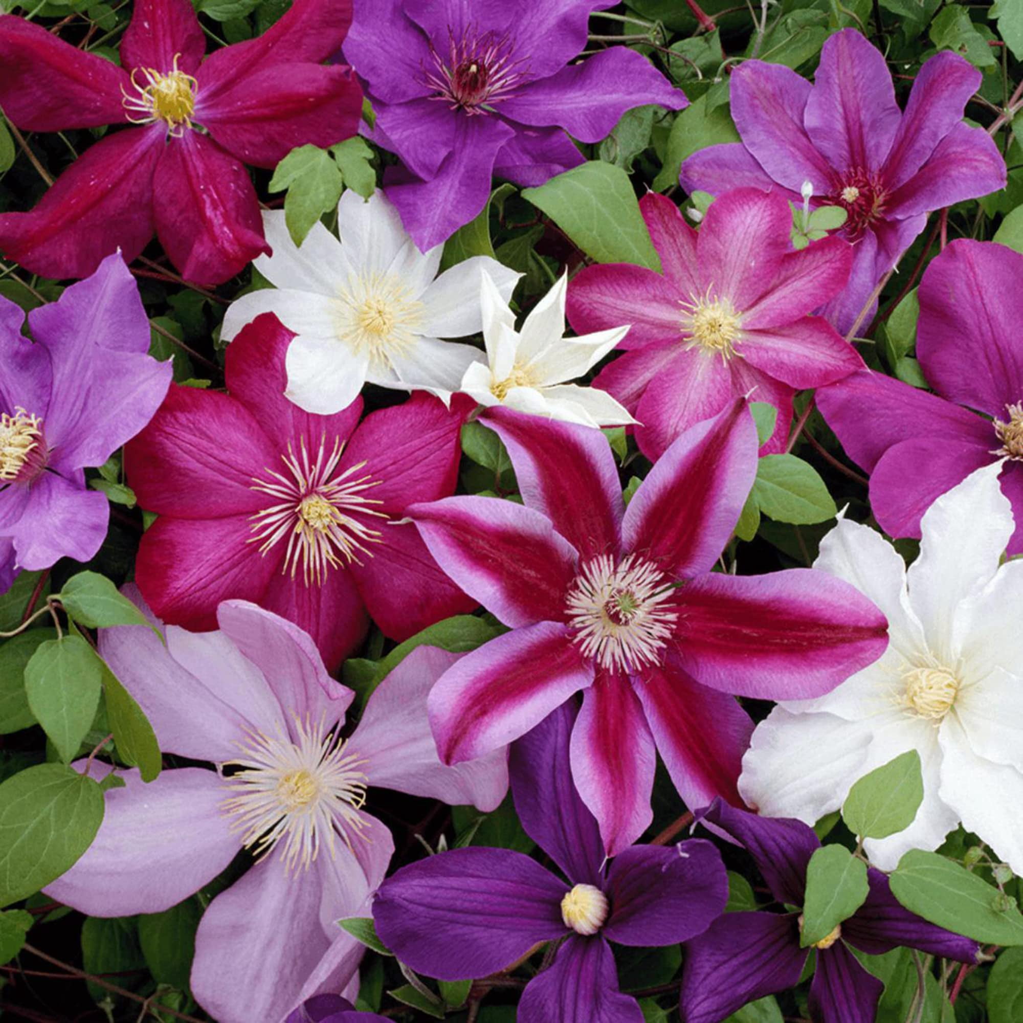 50 Pcs Clematis Flower Seeds - Climbing Perennial, Color Mix, For Garden & Pots