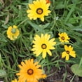 thumbnail image 1 of Mixed Colors Dimorphotheca Flower Garden Seeds - 4 Oz - Annual Flower Gardening Seeds - Dimorphotheca sinuata - AKA African Daisy, 1 of 7
