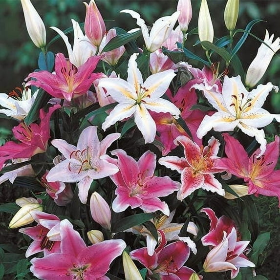 Mixed Colors Oriental Lily (3 Bulbs) - Flourishing Venture