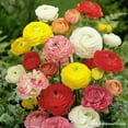 thumbnail image 1 of Mixed Colors Ranunculus Buttercup, 1 of 2