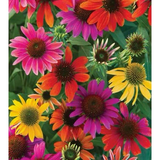 Mixed Coneflower Seeds for Planting Easy to Grow Echinacea Flowers (1,000 Seeds)