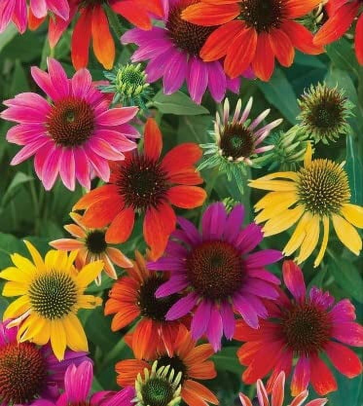 Mixed Coneflower Seeds for Planting - Easy to Grow Echinacea Flowers (5,000 Seeds)