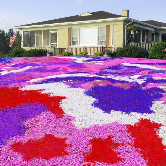 Mixed Creeping Phlox Seeds for Planting, MVR12000 Colorful Perennial Flower Ground Cover Plant Seed, Non-GMO Long Blooming Lawn Alternative Great for Home Garden Decor