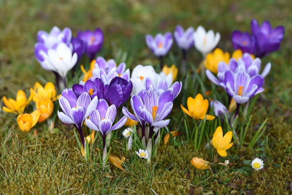CZ Grain, Mixed Crocus Bulbs, 25 Bulbs, Spring Color Mix - Walmart.com