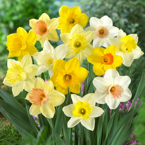 Mixed Daffodils Flower Bulbs - 50 Bulbs per Pack - Deer Resistant - Good as Cut Flowers - Perennializing - Naturalizing - Good For Indoor Forcing