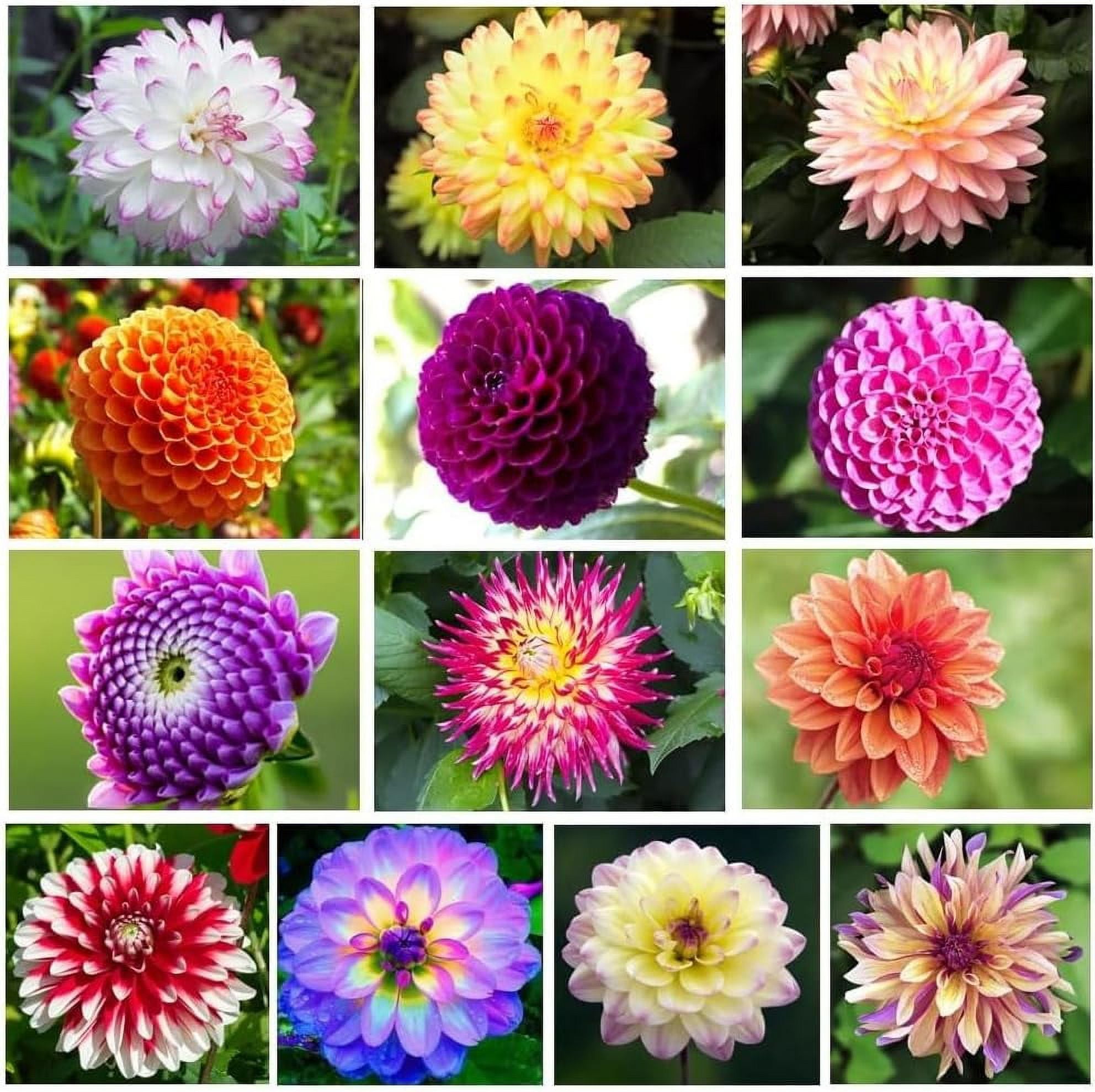 CZ Grain 5 Mixed Dahlia Tubers Plant Seeds, Stunning Colors