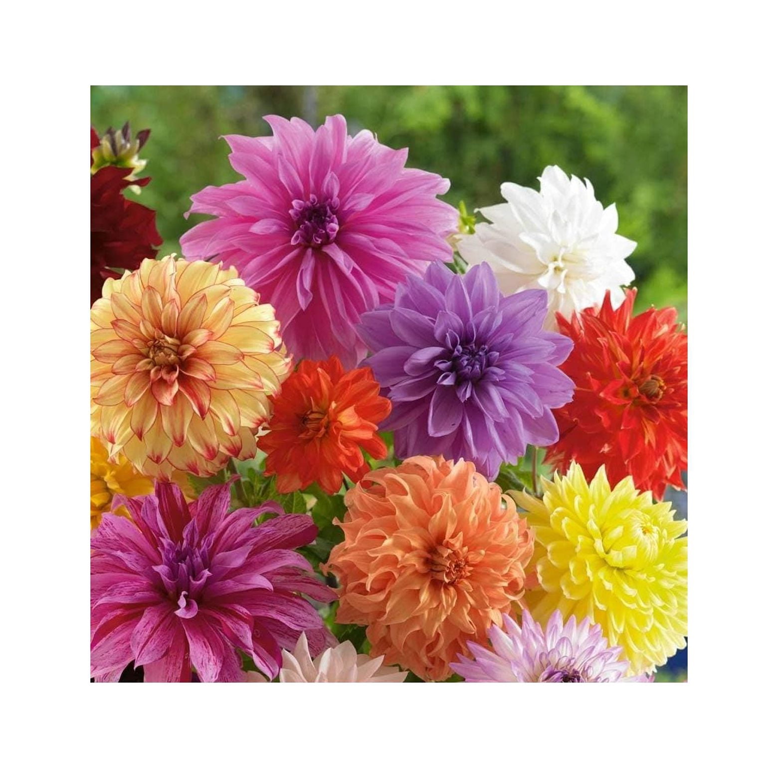 Mixed Dinnerplate Dahlia Bulbs Assorted Colors 3 Large Tubers