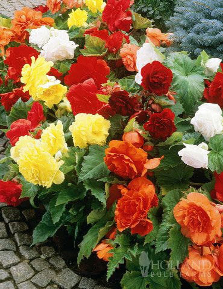 Mixed Double Begonias Value Bag