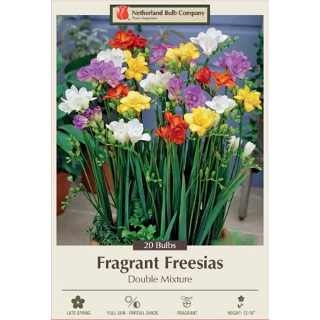 Mixed Double Freesia - Indoor/Out - Fragrant - 6/+ cm Bulbs - 20 Bulbs