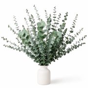 Mixed Dried Eucalyptus Stems Bulk, 12 PCS Preserved Silver Dollar Eucalyptus Leaves, Green Natural Greenery for Wedding Vase Floral Decor