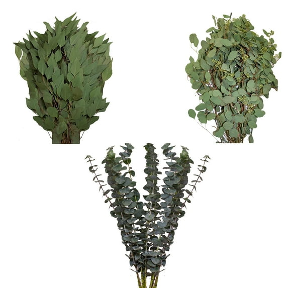 Mixed Eucalyptus "3 Amigos" - Farm Direct Fresh Cut Flowers - 40 Stems - by Bloomingmore