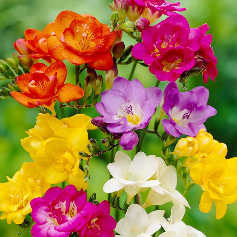 Mixed Freesia Flower Bulbs Value Bag - 25 Bulbs per Pack - Pleasantly Scented - Deer Resistant, Good as Cut Flowers - Good For Indoor Forcing - Grows Well In Containers - Perennializing - Live Garden