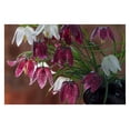 Mixed Fritillaria Meleagris Alba Bulbs for Planting Snakes Head
