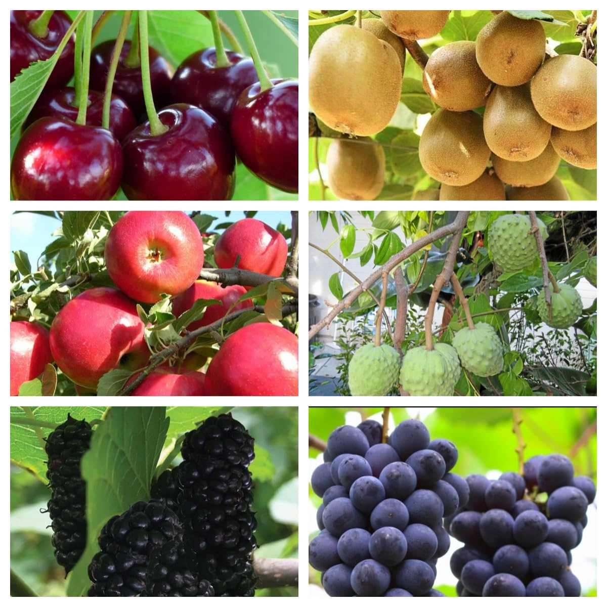 明泉幼稚園　Grape seed until 1 、2 How to grow grapes from seeds - Part 1 (seeds to 75 days old