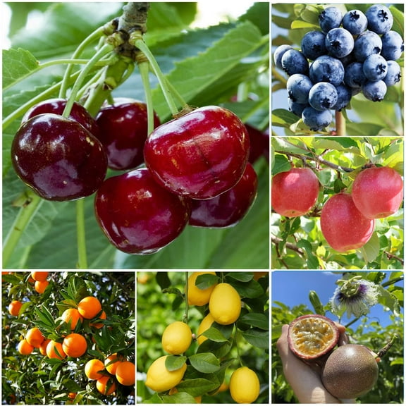 Mixed Fruit Seeds for Planting - MVR140PCS Lemon Orange Apple Passion Fruit 10PCS Blueberry 10 PCS Cherry - Non GMO Fresh Seeds