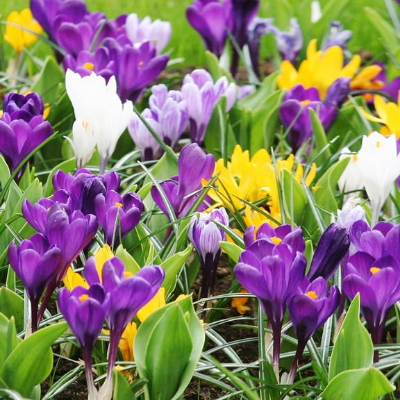 Mixed Giant Crocus Flower Bulbs Value Bag - 40 Bulbs per Pack - Deer Resistant - Naturalizing - Perennializing - Grow Indoors or Outdoors Easy to Grow Live Garden