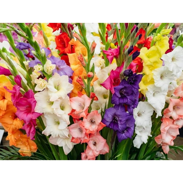 Mixed Gladiolus Flower Bulbs - 20 Bulbs Assorted Colors - Walmart.com
