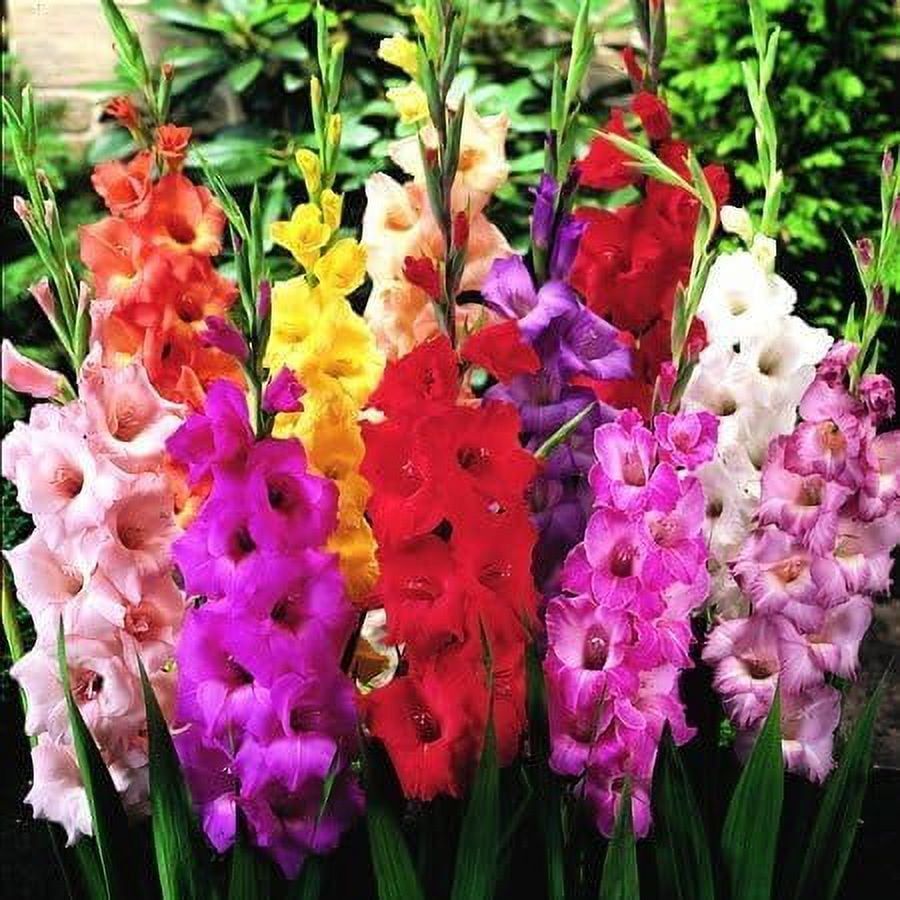 CZ Grain Mixed Gladiolus Flower Bulbs - 50 Perennial Lily Planting ...