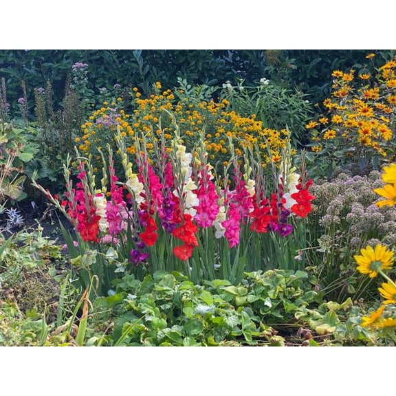 Mixed Glamini Gladiolus 10 Bulbs - NEW! - Petite - 10/12 cm