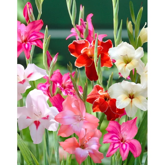 Mixed Hardy Gladiolus - 15 bulbs