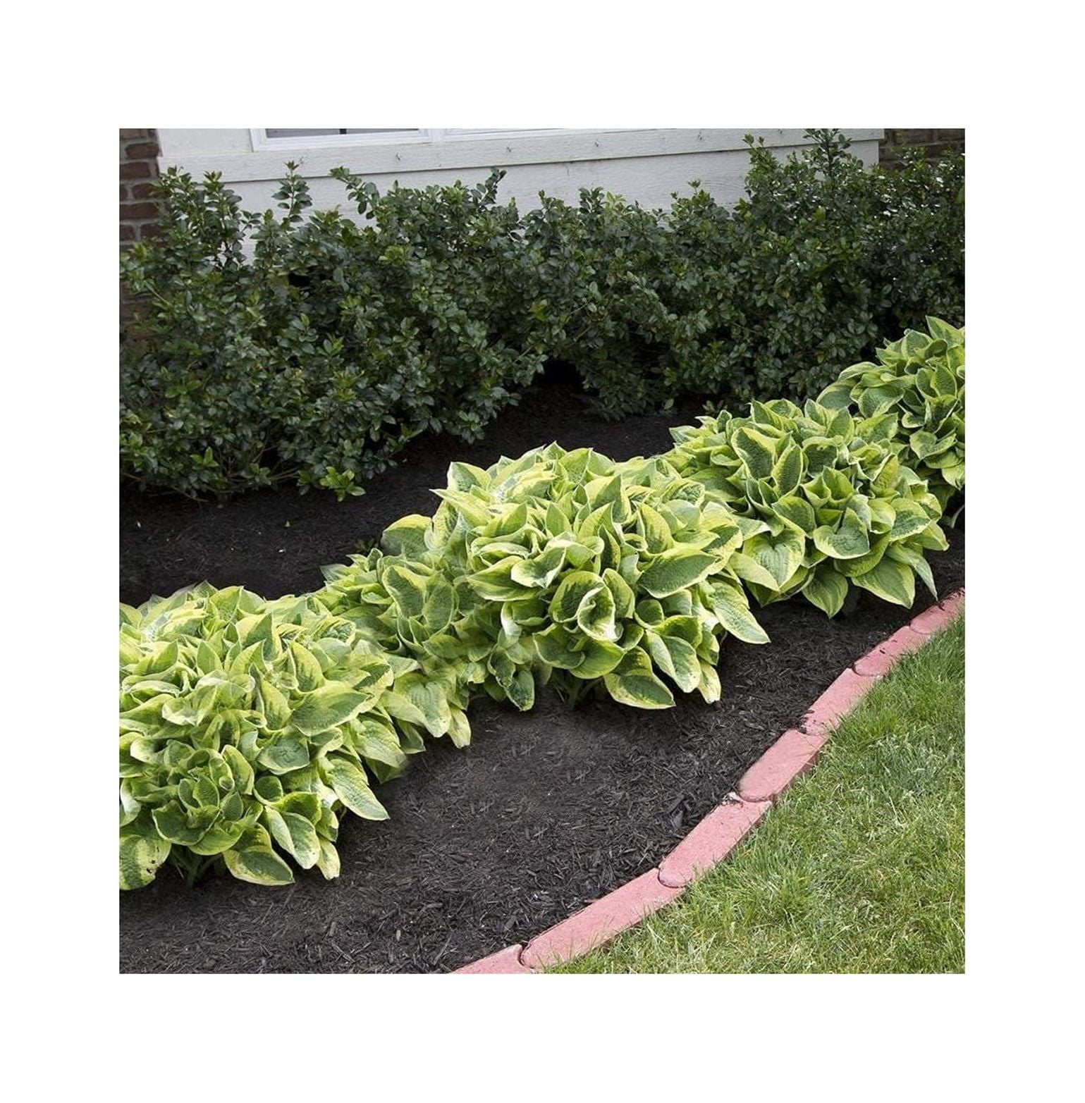 Mixed HeartShaped Hosta Bare Roots Rich Green Foliage, Low