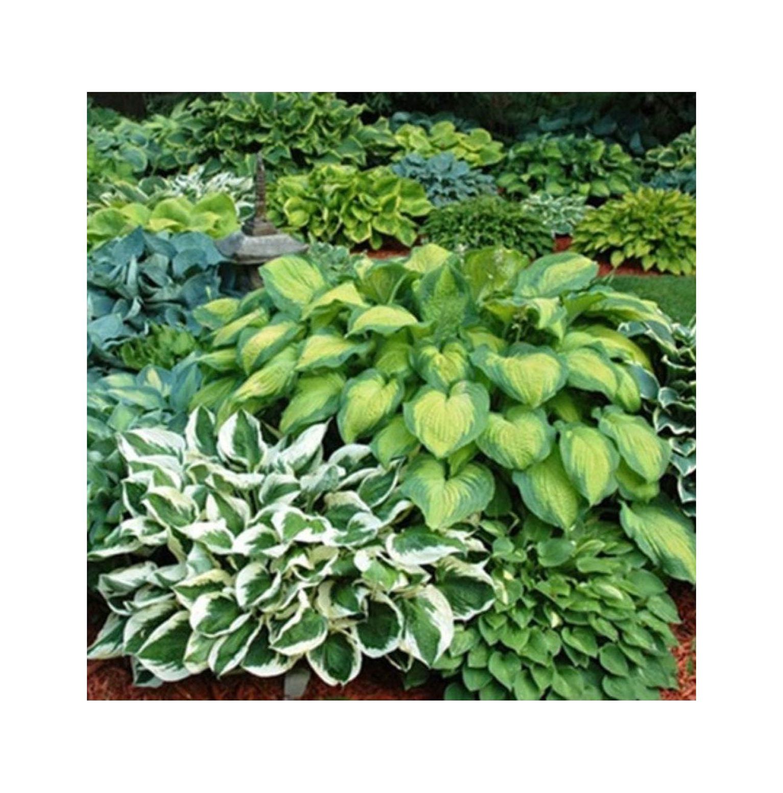 Mixed HeartShaped Hosta Bare Roots Rich Green Foliage, Low