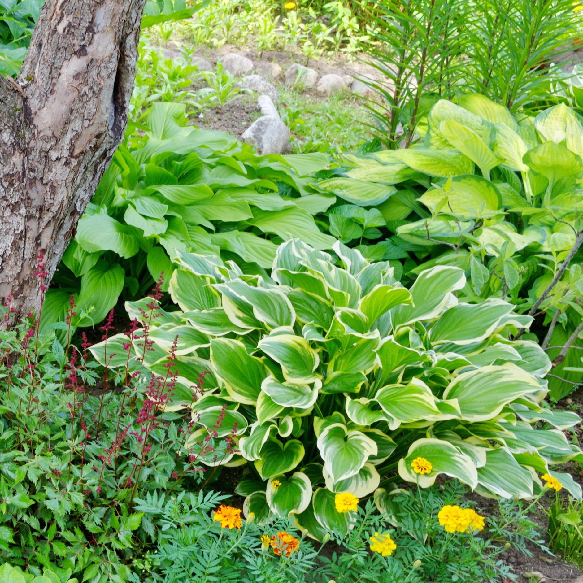 Mixed HeartShaped Hosta Plants 3 Bare Roots Rich Green Foliage