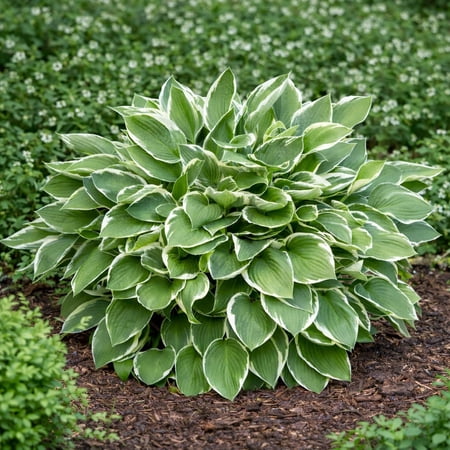 Hardy Lush Hosta - 9 Bare Roots - Green Garden Perennial Plants - Shade Loving & Easy to Grow