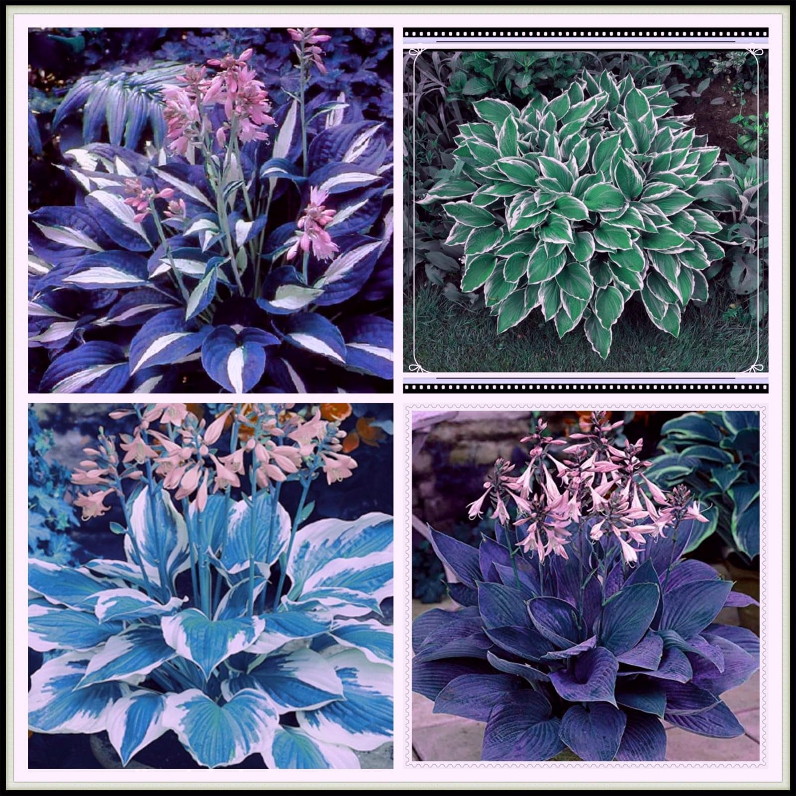 Mixed Hosta Bulbs Bare Roots Hosta Plants Mixed HeartShaped Hosta