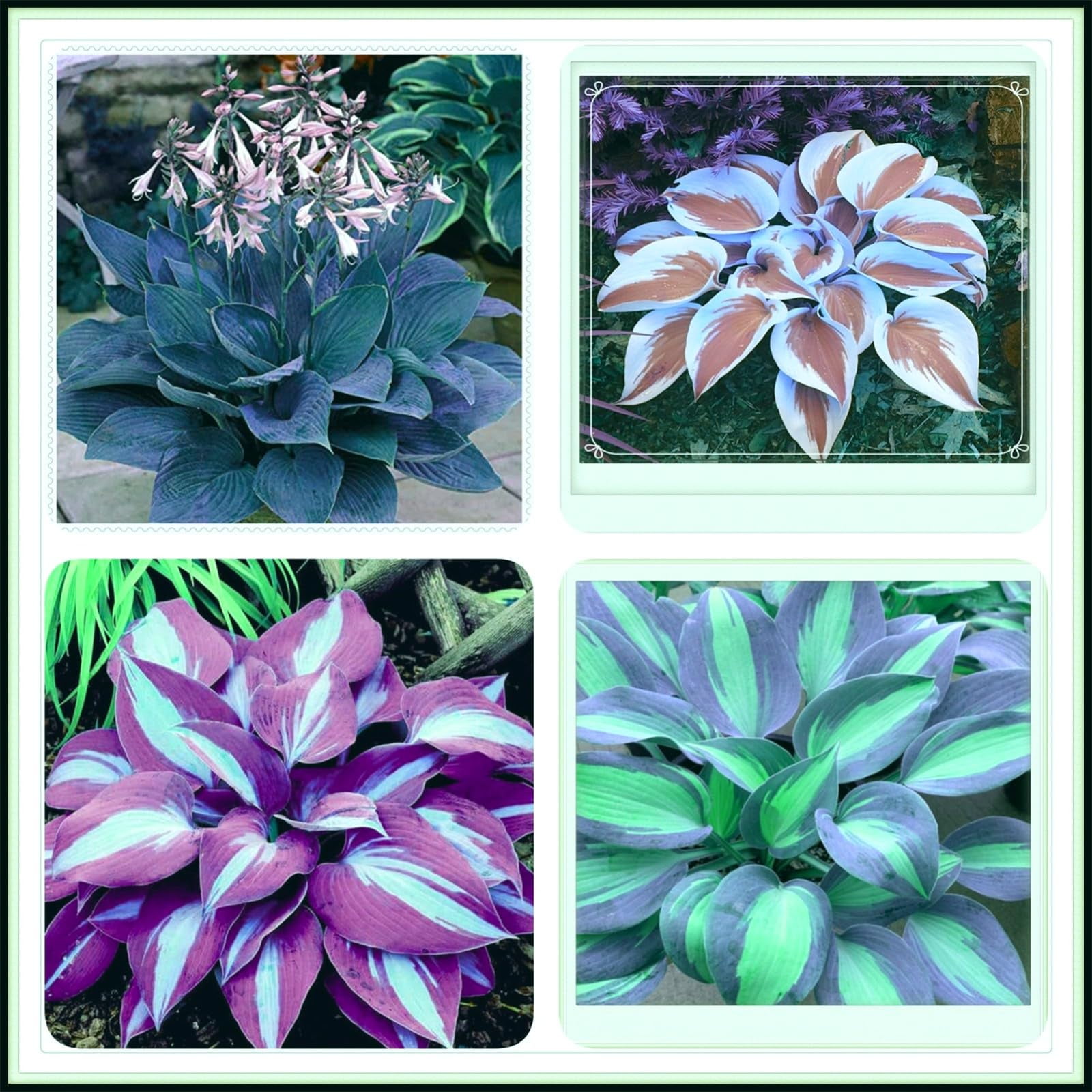 Mixed Hosta Bulbs Bare Roots Hosta Plants Mixed HeartShaped Hosta