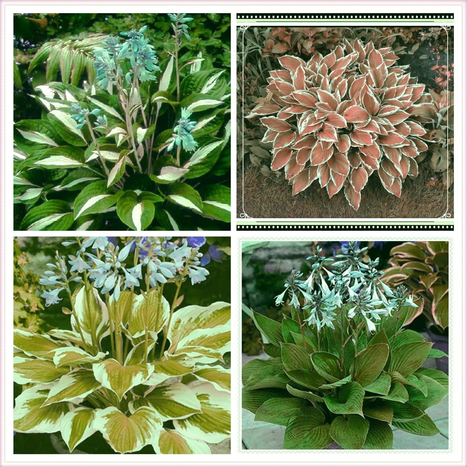 Mixed Hosta Bulbs.Hostas live plants outdoor ready to plant,Hosta bulbs