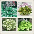 Mixed Hosta Perennials Bare Roots Hosta Plants Mixed HeartShaped