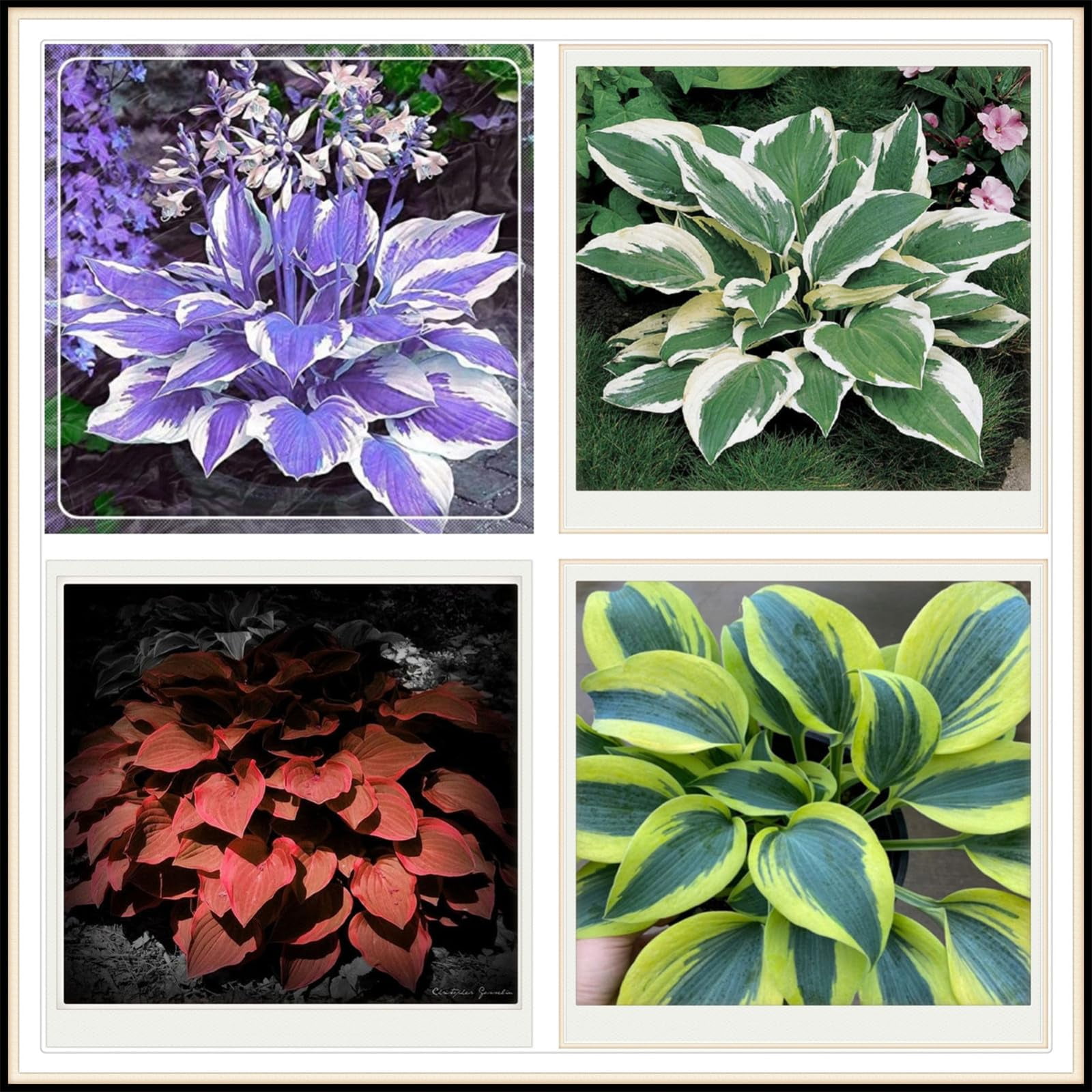 Mixed Hosta Perennials Bare Roots Hosta Plants Mixed HeartShaped