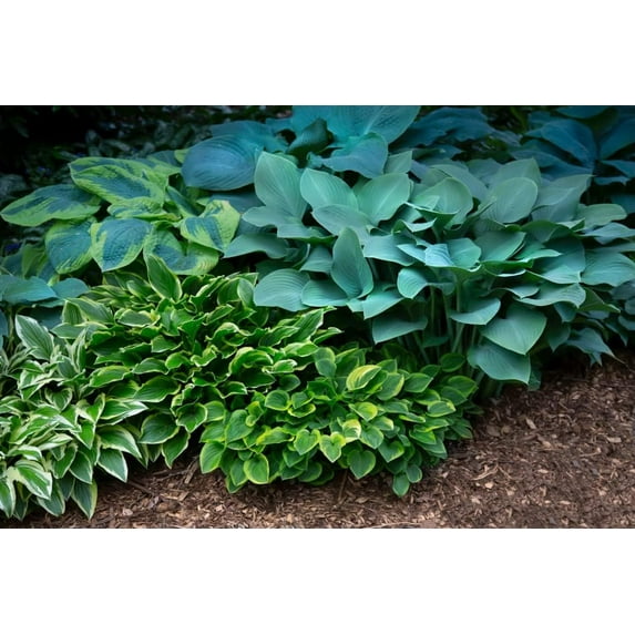 Mixed Hosta Plant Roots for Growing - Gardners Mix (3 Hosta Plants)