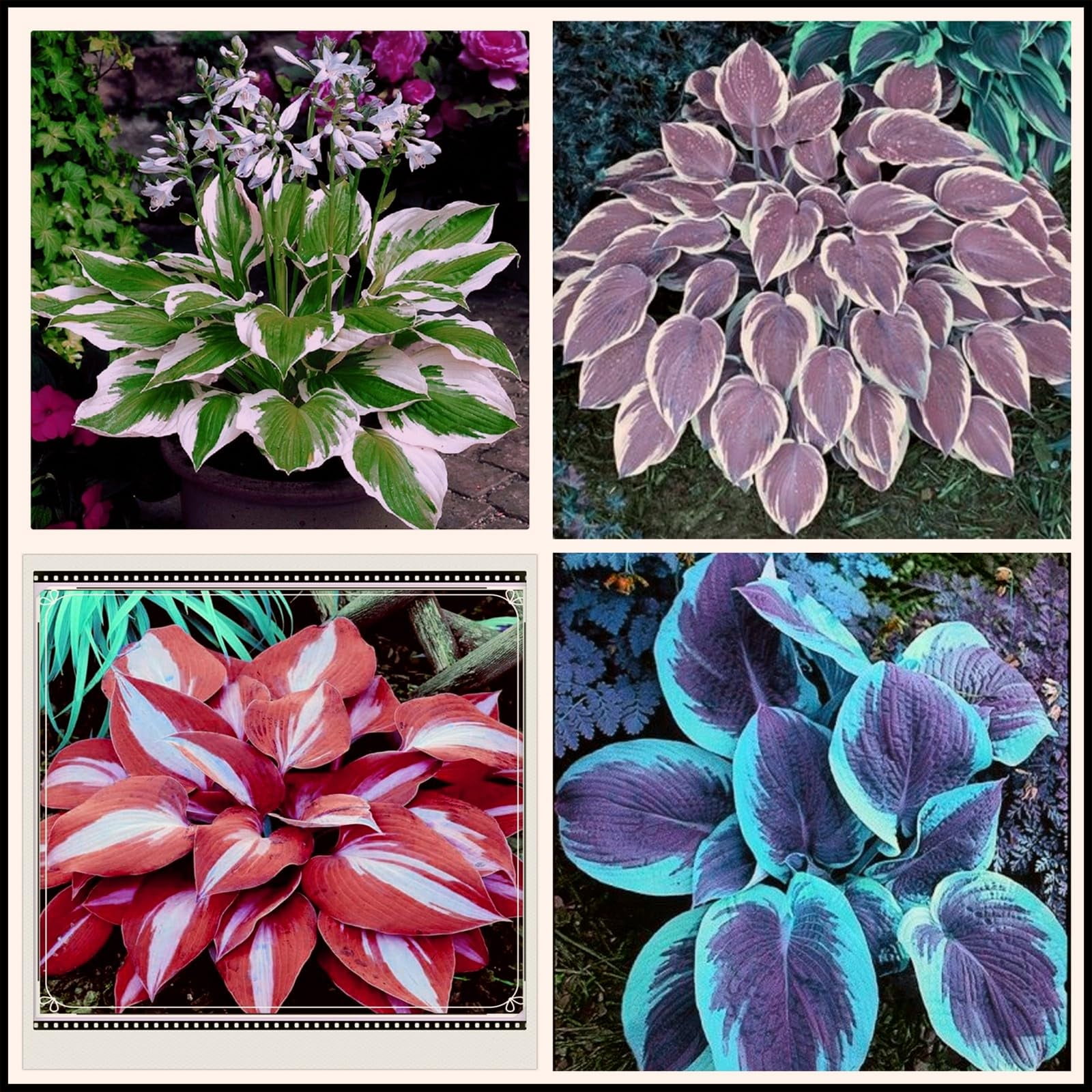 Mixed Hostas bulbs Hostas live plants outdoor ready to plant Hosta