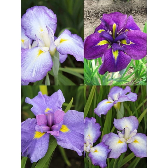 Mixed Japanese Iris ensata - 9 root divisions