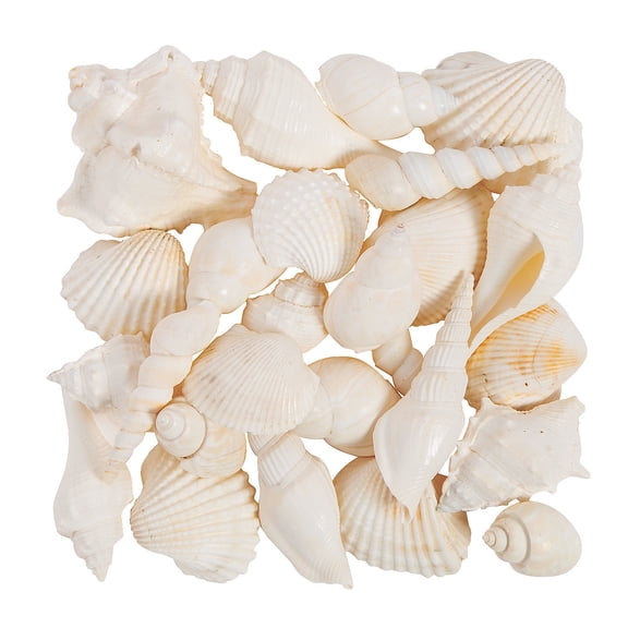 Mixed Large White Sea Shells, Craft Supplies, Feathers And Shells, Bulk Craft Accessories, 1 Piece, White