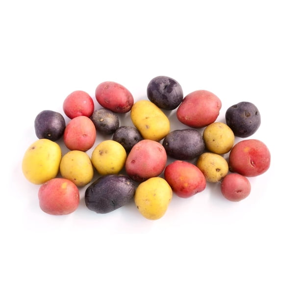Mixed Mini Seed Potatos for Planting - Easy to Grow - Red, White and Purple (1 Pound)